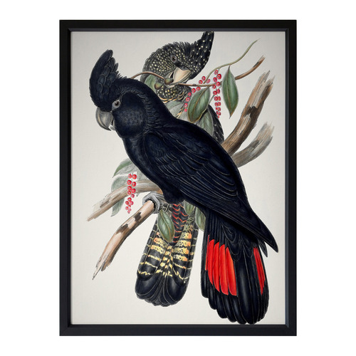 Red Tailed Black Cockatoo Framed Printed Wall Art