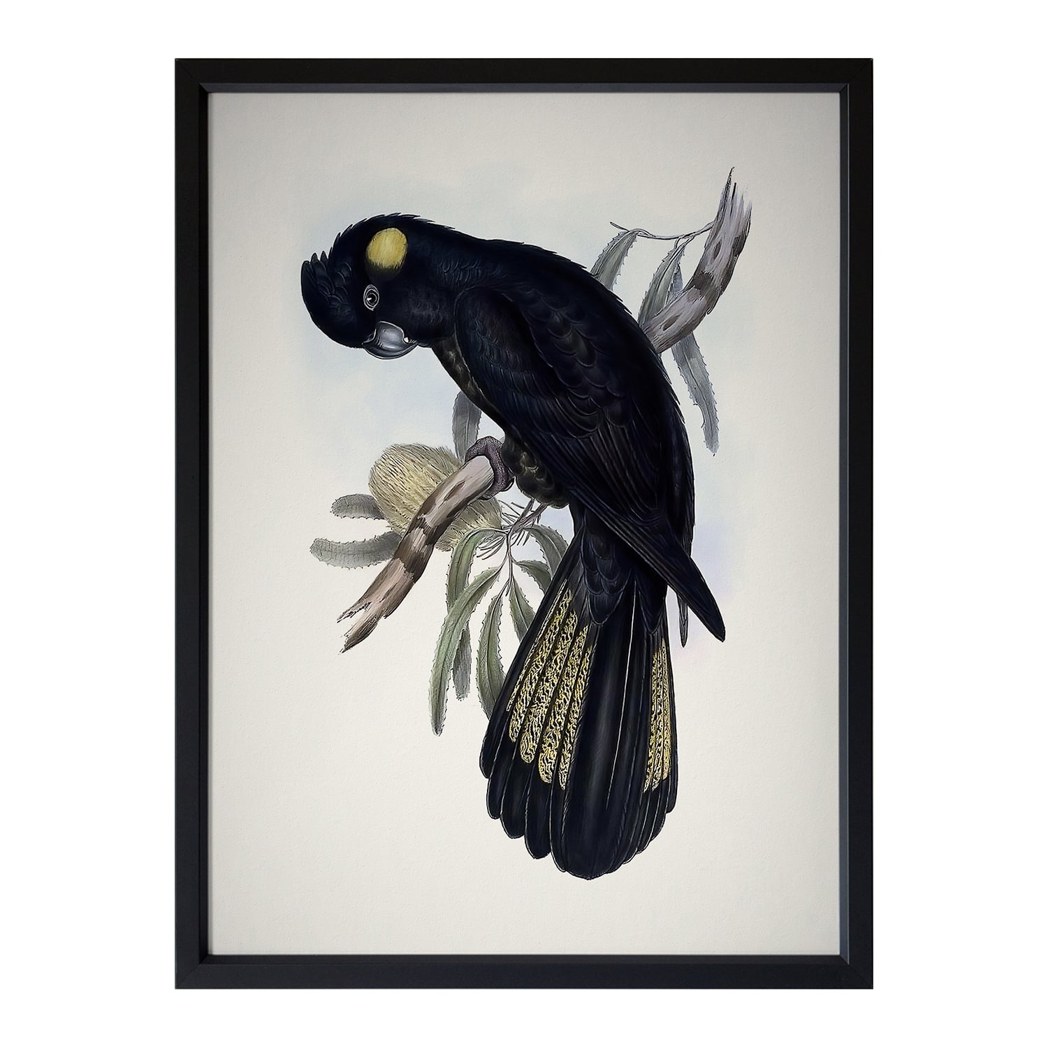 Yellow Tailed Black Cockatoo Framed Printed Wall Art