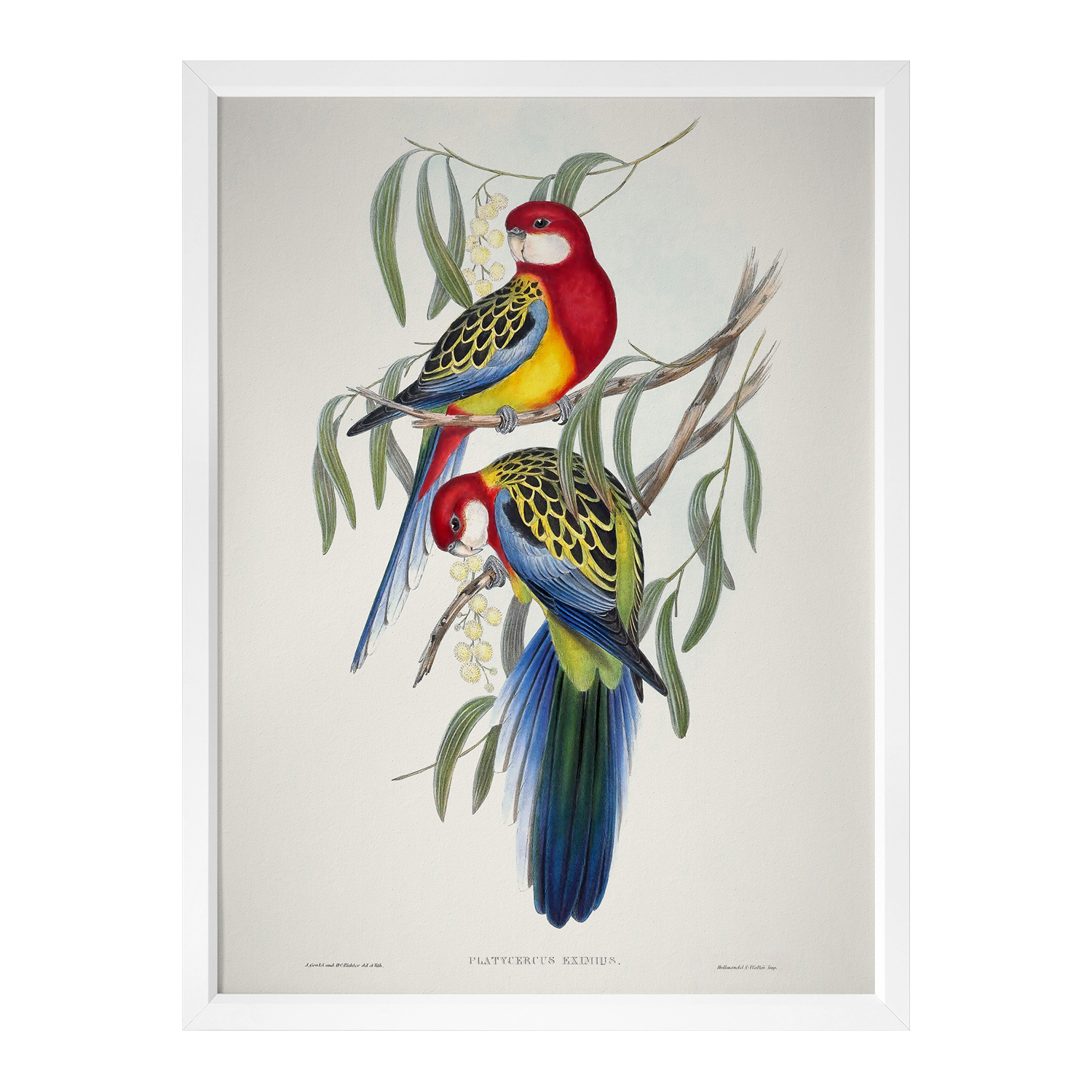 Eastern Rosella Framed Printed Wall Art
