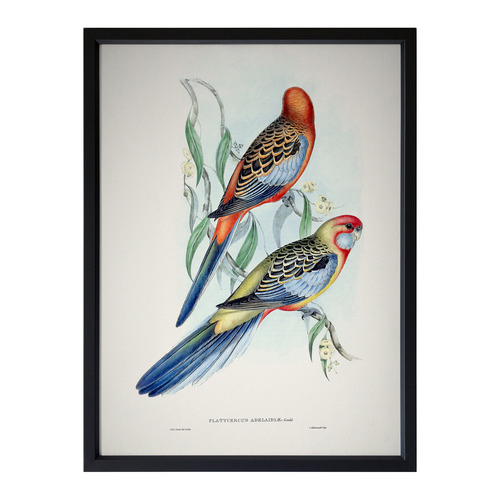 Alcove Studio Adelaide Rosella Framed Printed Wall Art Temple & ster