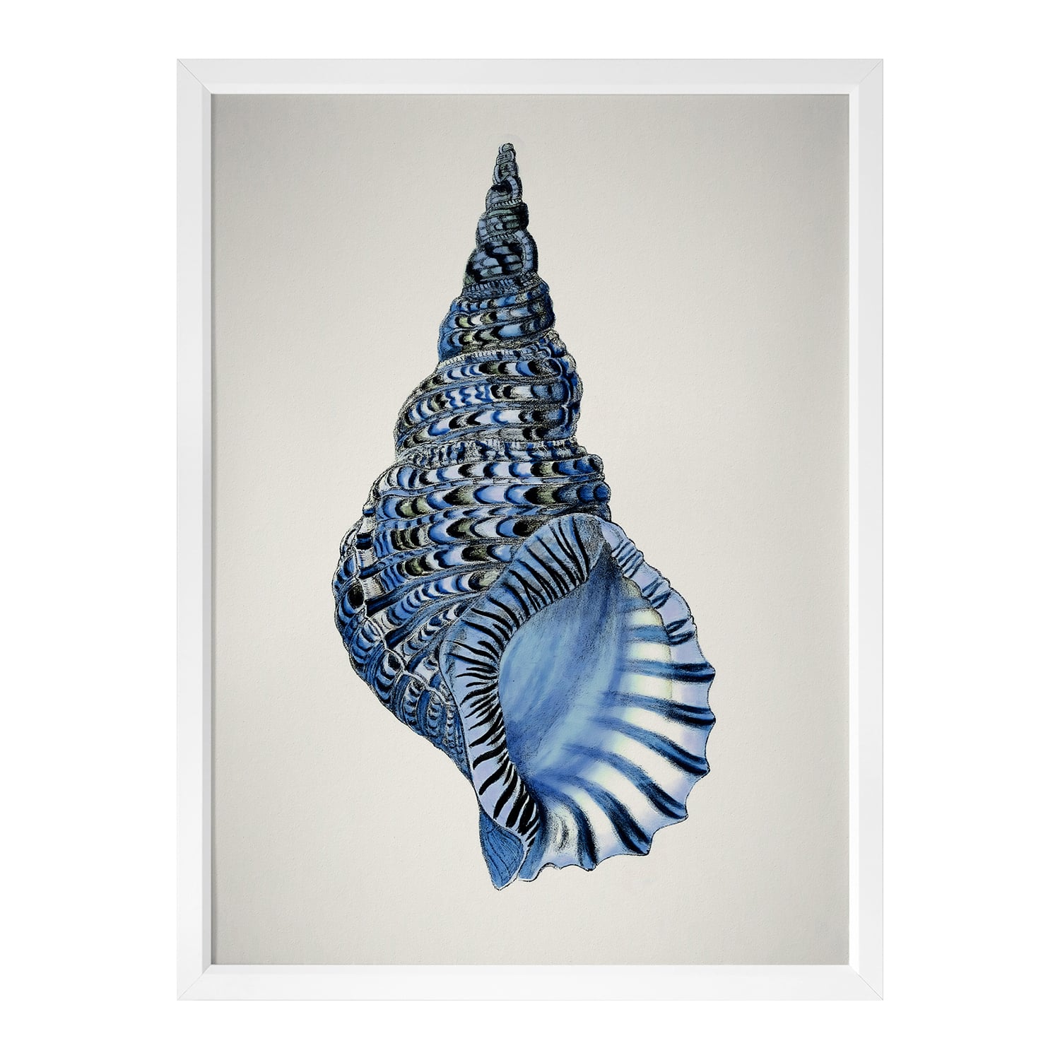 Indigo Conch I Framed Printed Wall Art