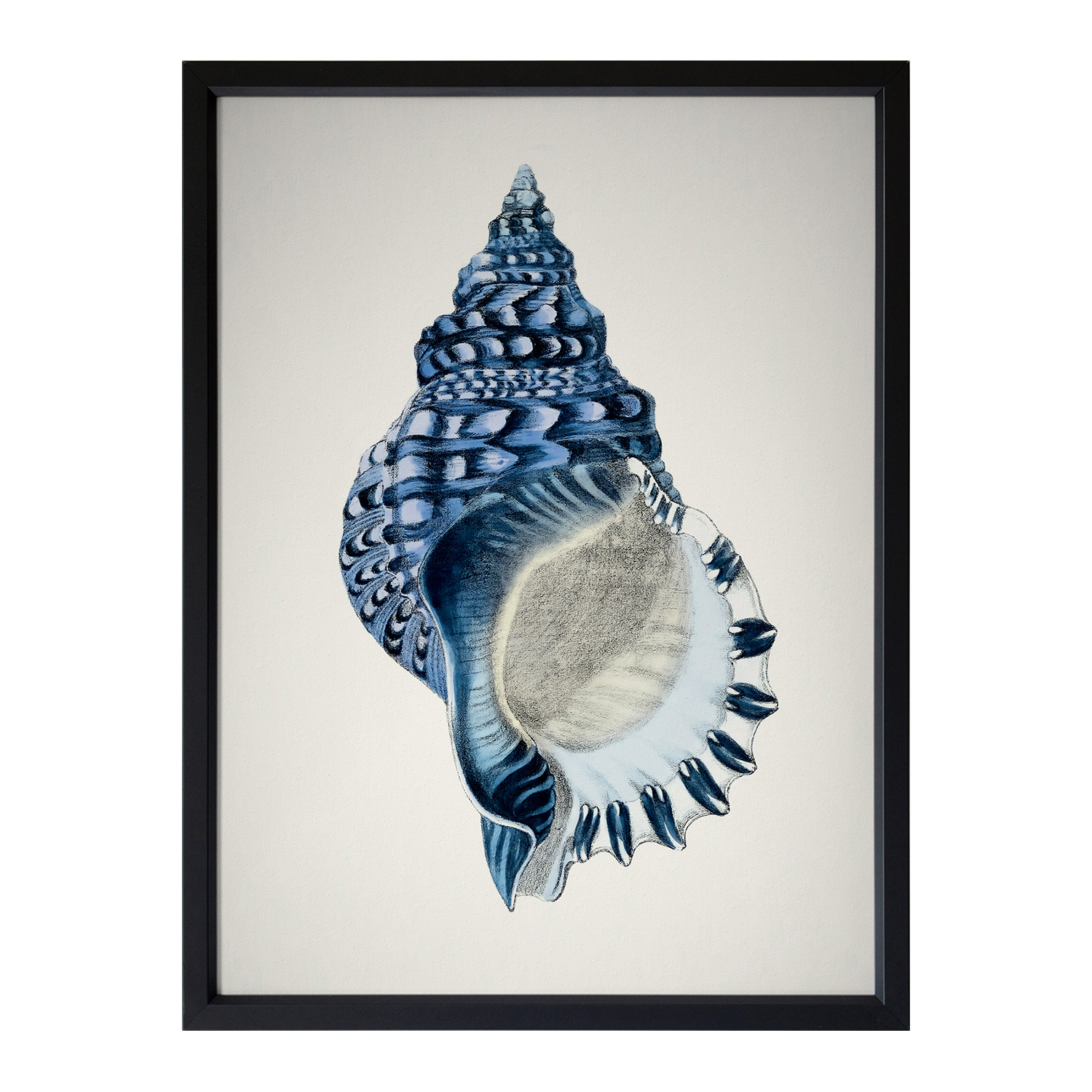 Indigo Conch II Framed Printed Wall Art