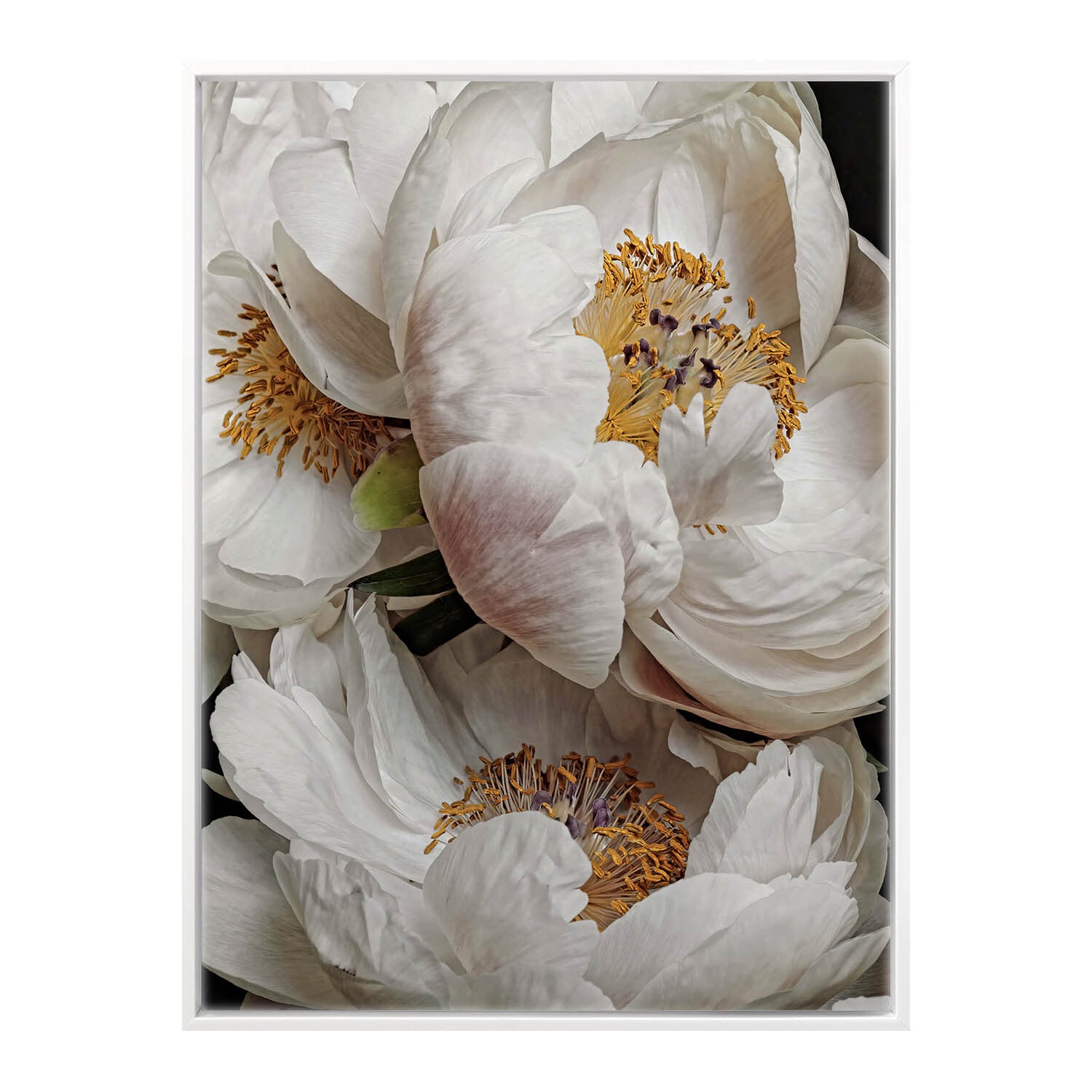 Ivory Atlas Canvas Wall Art