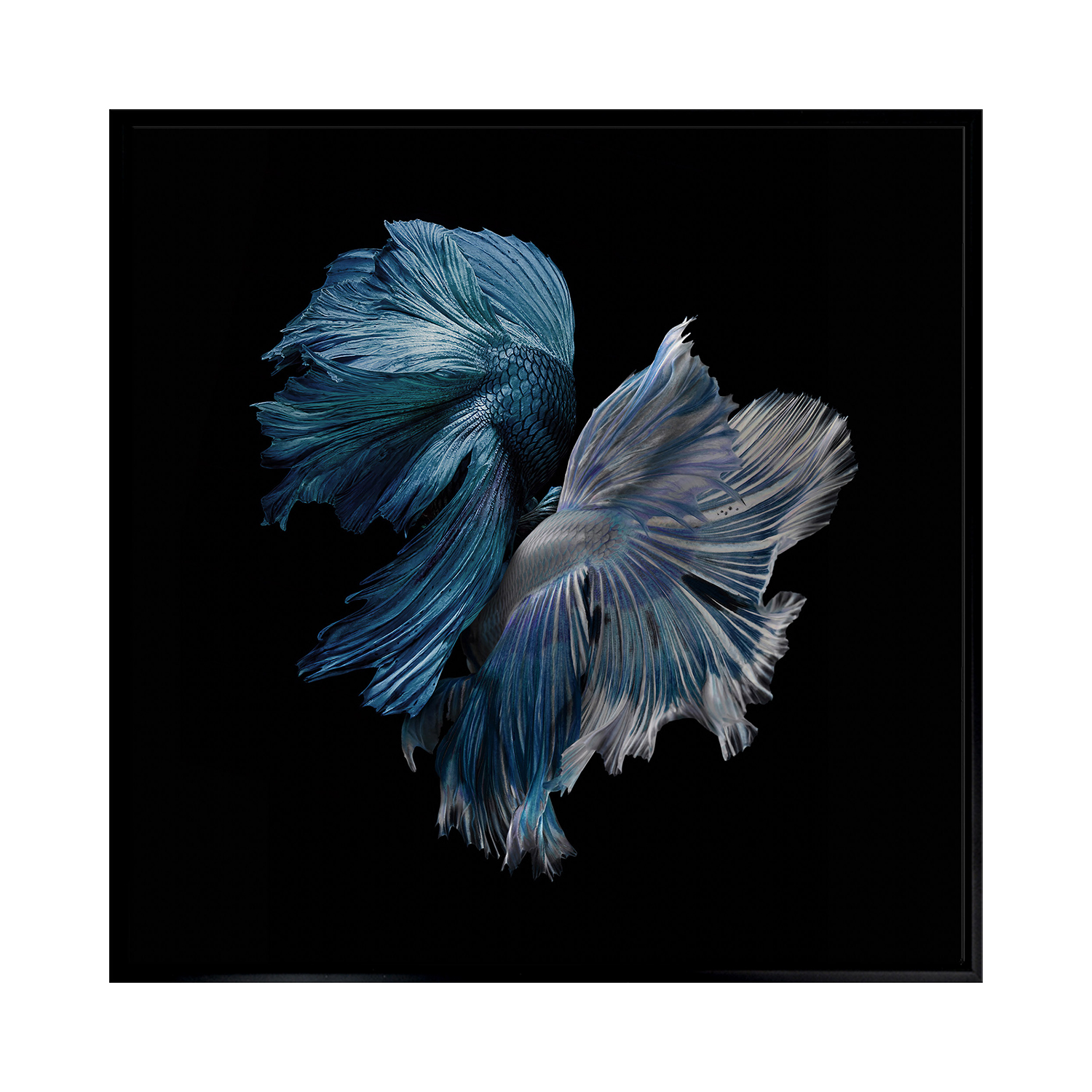 Alpha Canvas Wall Art