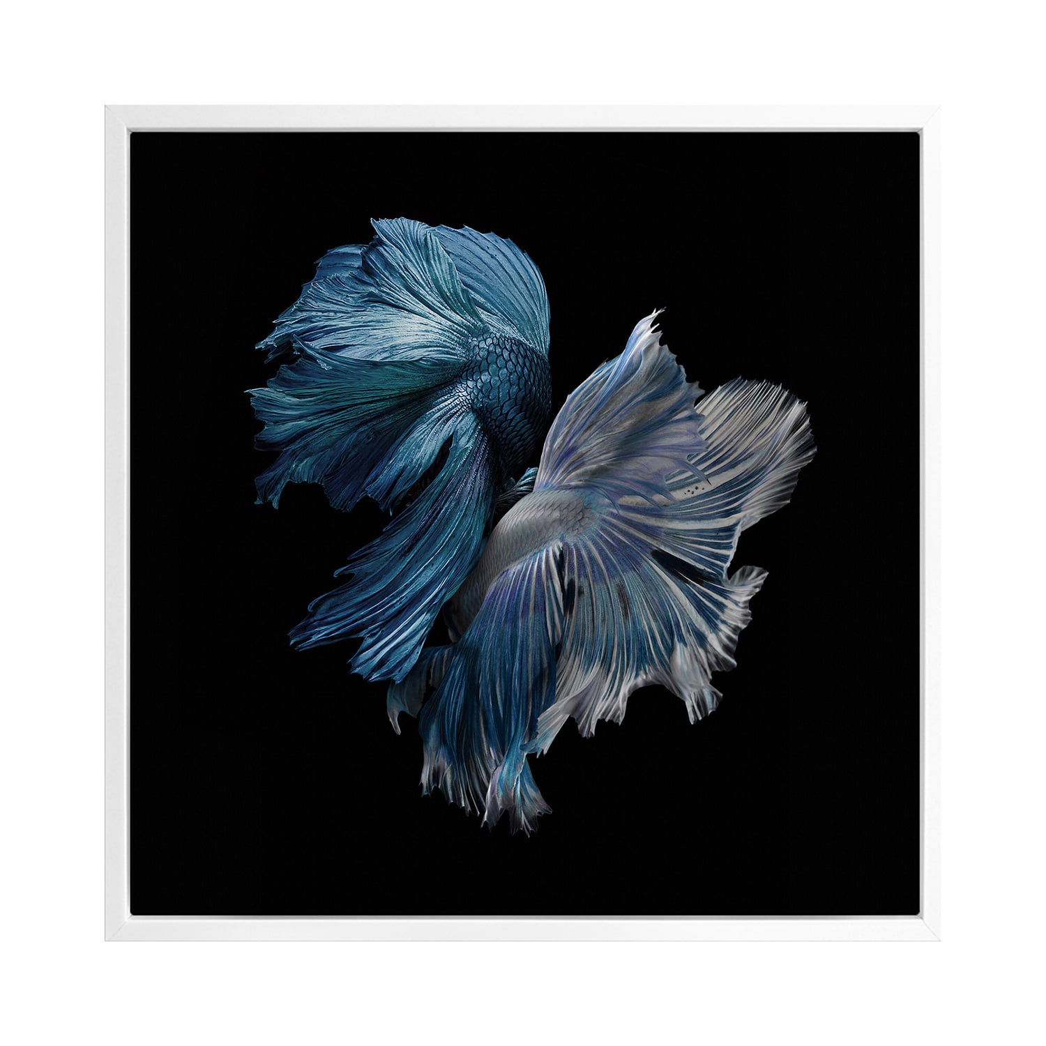 Alpha Canvas Wall Art