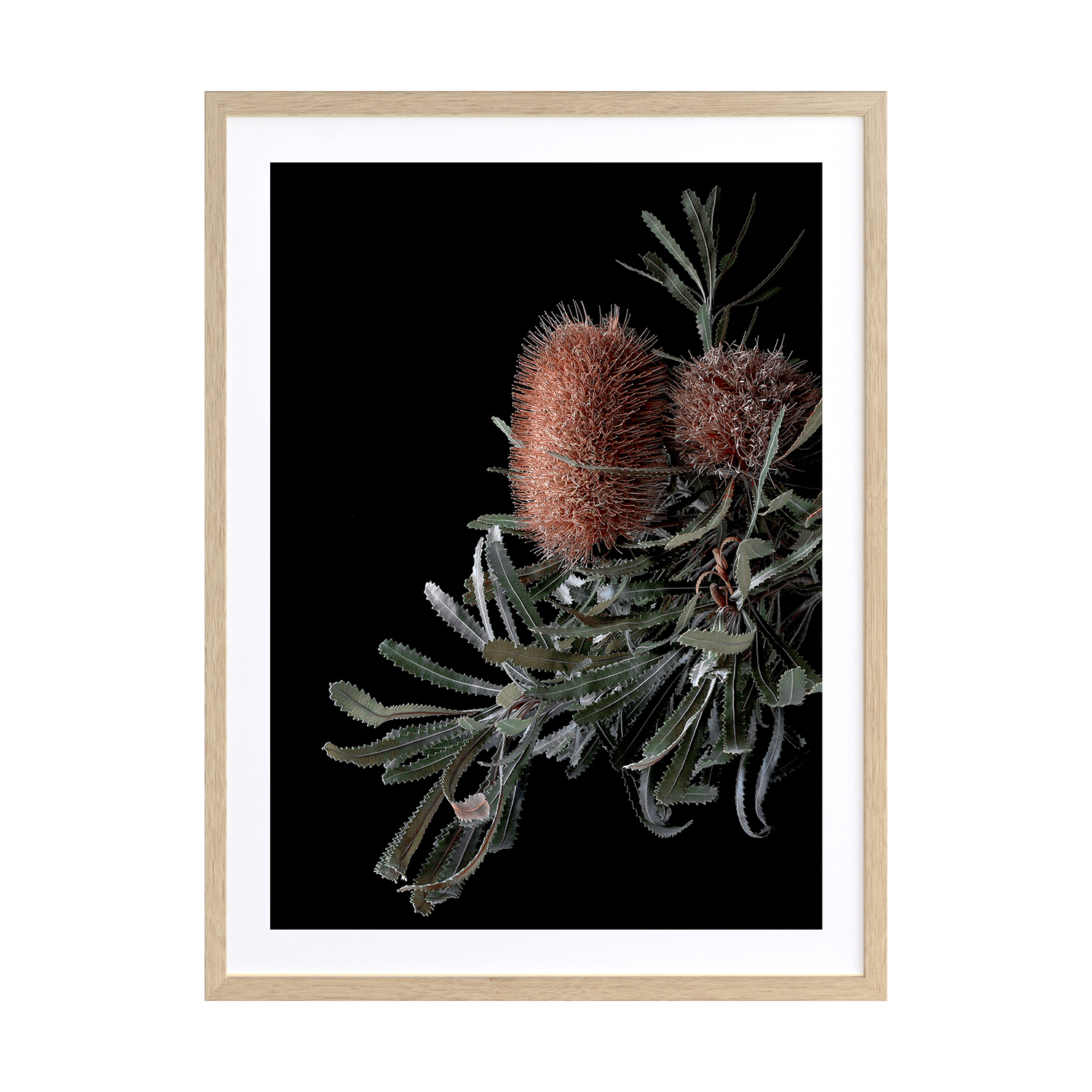 Wild Banksia Framed Printed Wall Art