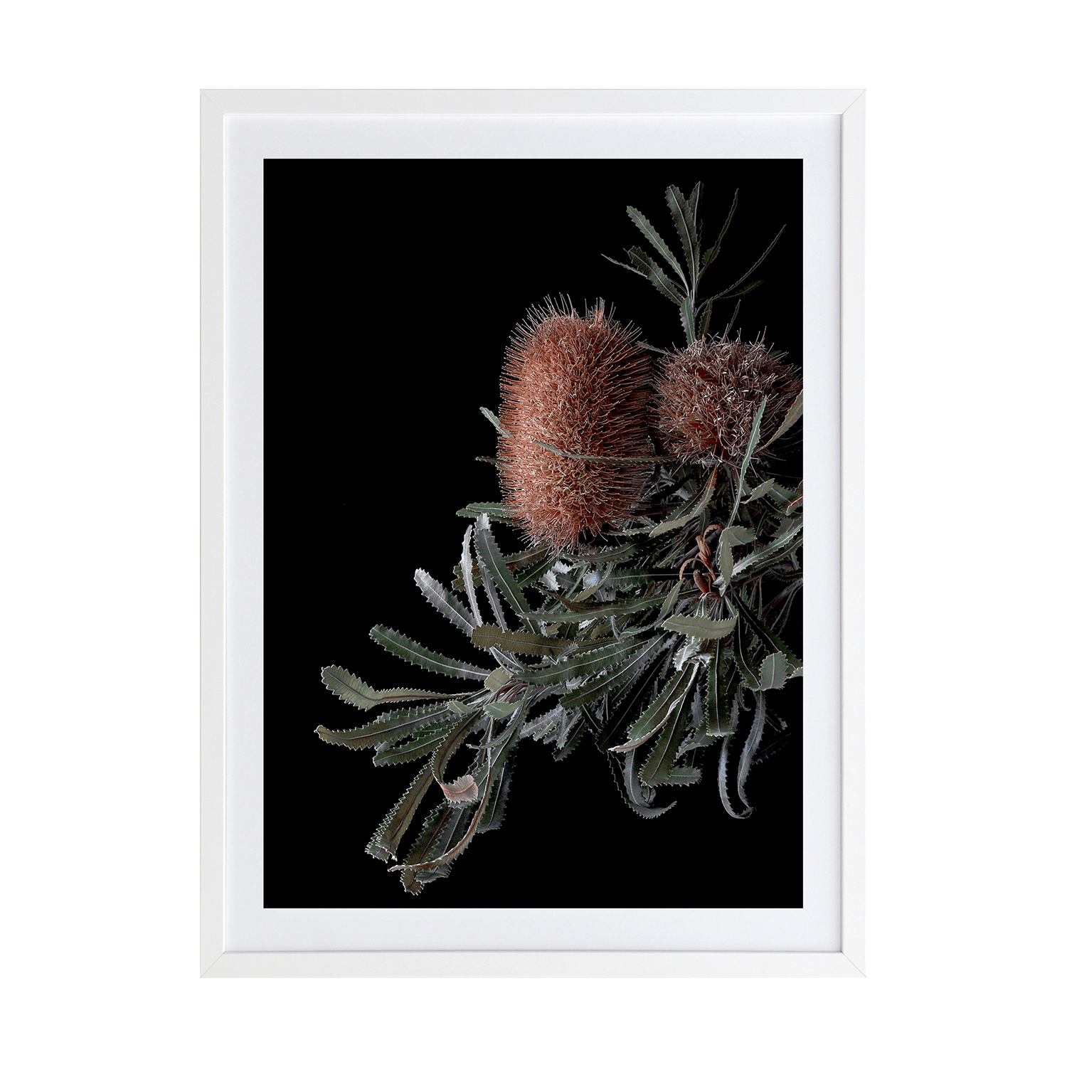 Wild Banksia Framed Printed Wall Art
