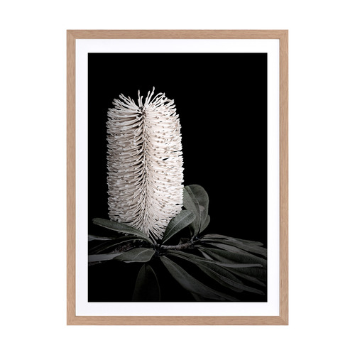 White Banksia I Framed Printed Wall Art