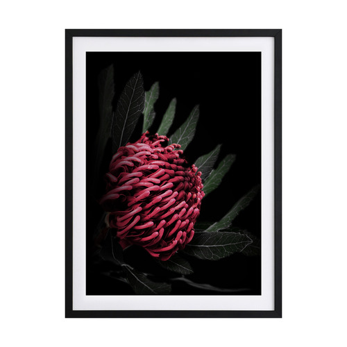Waratah Framed Printed Wall Art