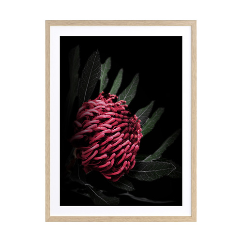 Waratah Framed Printed Wall Art