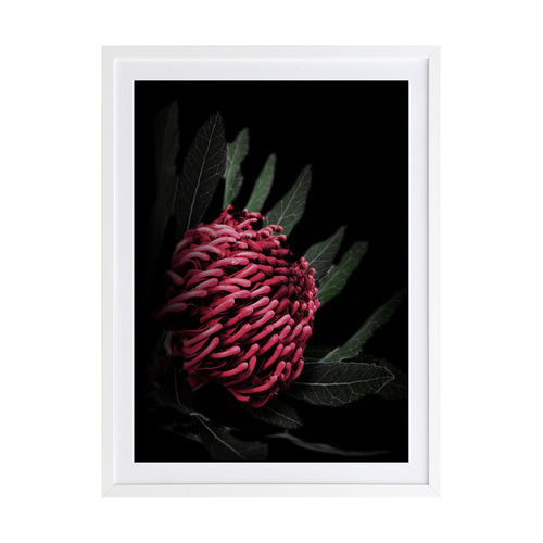 Waratah Framed Printed Wall Art