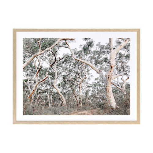 Gum Tree Forrest Framed Printed Wall Art