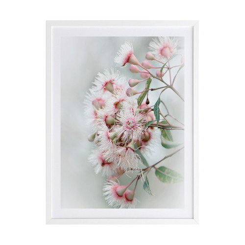 Gum Tree Blossoms Framed Printed Wall Art