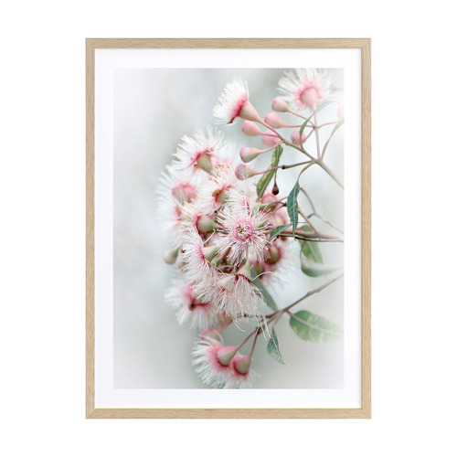 Gum Tree Blossoms Framed Printed Wall Art