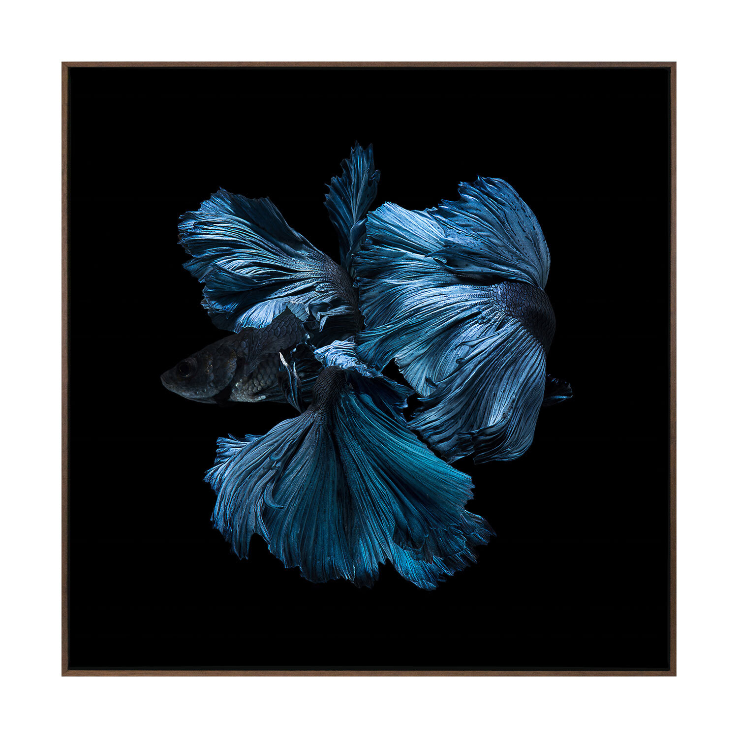Betta-Canvas-Wall-Art-UR1005_