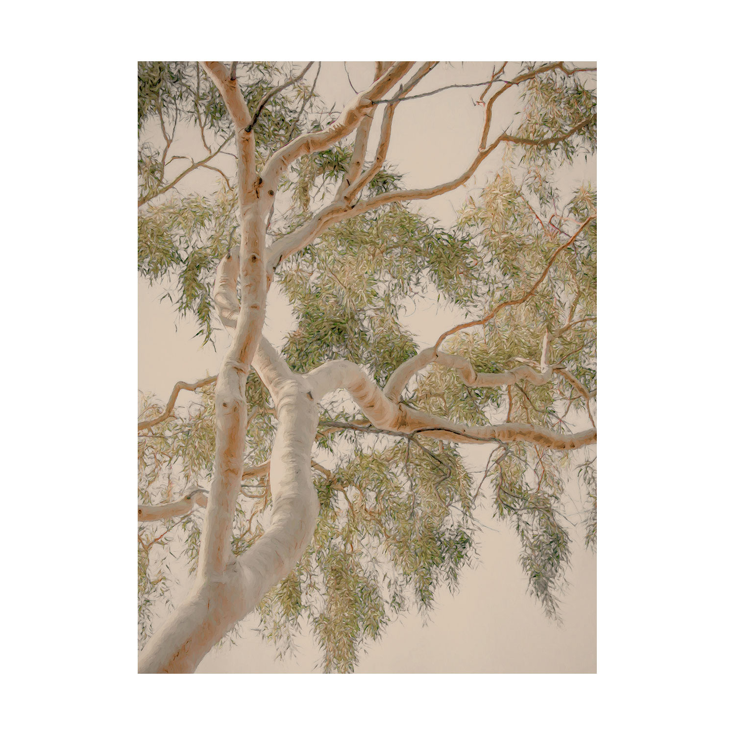 Golden Hour Gum Tree Printed Wall Art