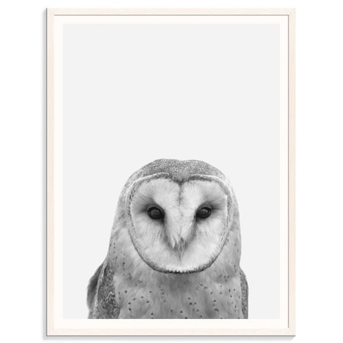 Barn-Owl-Printed-Wall-Art-215AL-P262