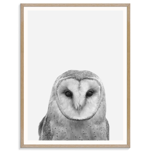 Barn-Owl-Printed-Wall-Art-215AL-P262