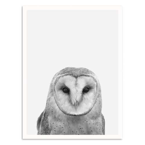 Barn-Owl-Printed-Wall-Art-215AL-P262