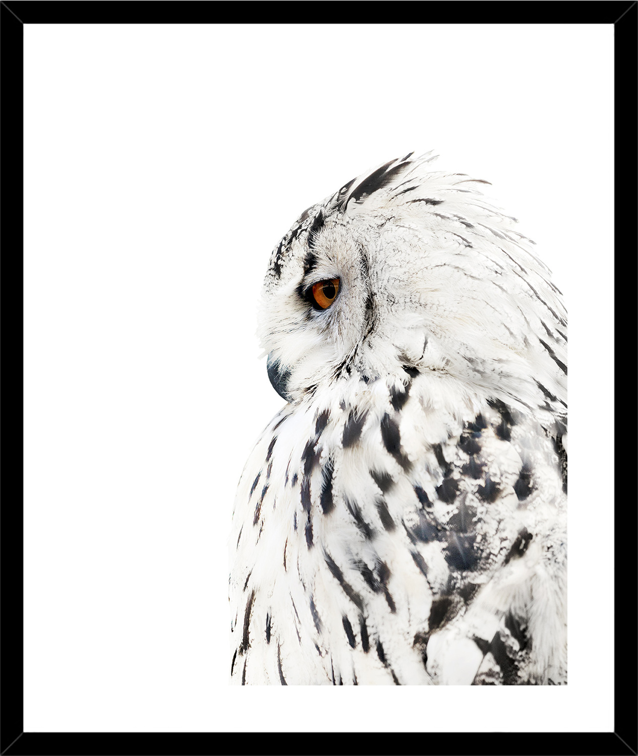 Big-Grey-Owl-Framed-Print