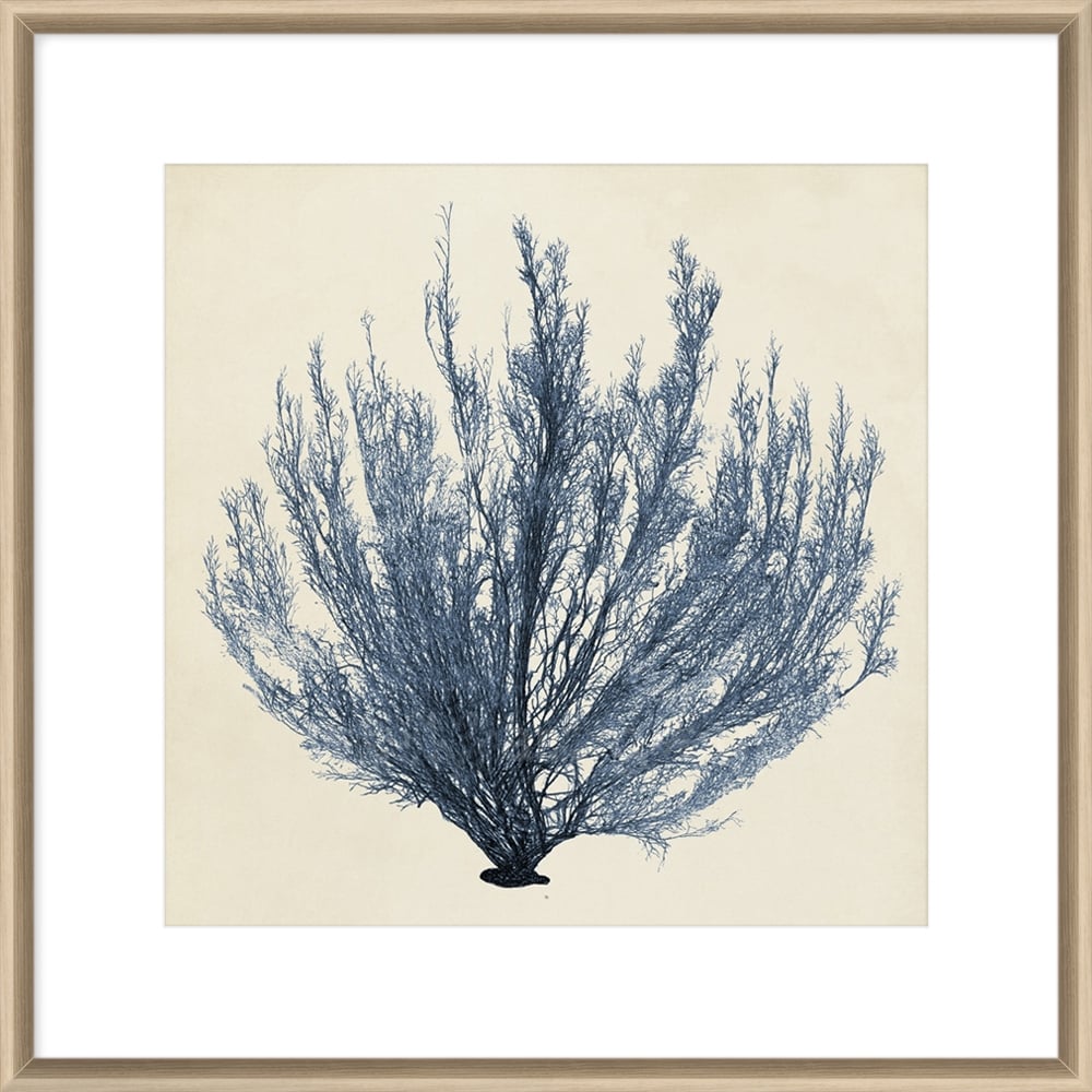 Coastal Seaweed III Framed Print