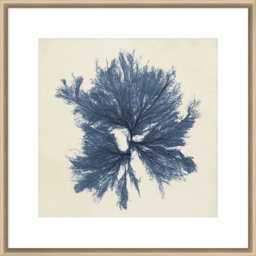 Coastal Seaweed V Framed Print