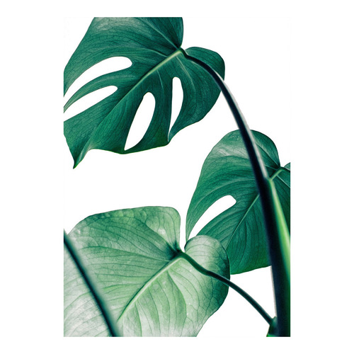 Monstera Deliciosa Printed Wall Art | Temple & Webster