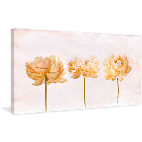 Peonies Canvas Wall Art