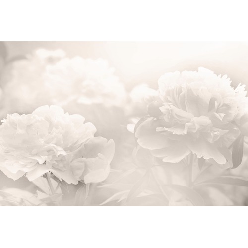 Peony Art Print on Canvas
