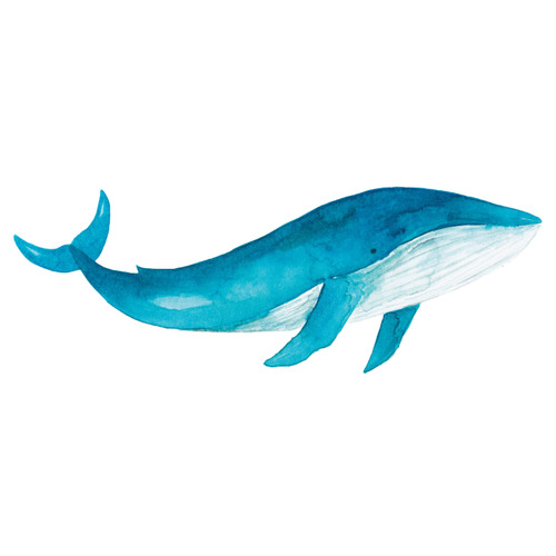 Humpback Whale Wall Decal | Temple & Webster