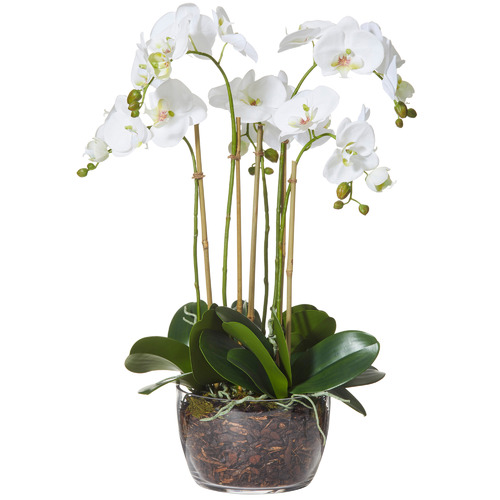 68cm Faux Moth Orchid with Classic Bowl | Temple & Webster