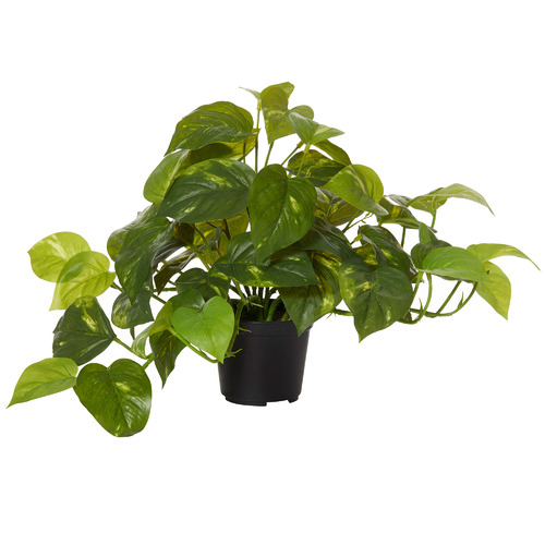 The Home Collective 30cm Potted Faux Pothos Plant | Temple & Webster