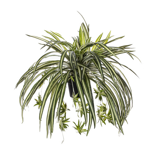 60cm Faux Spider Plant Temple & ster
