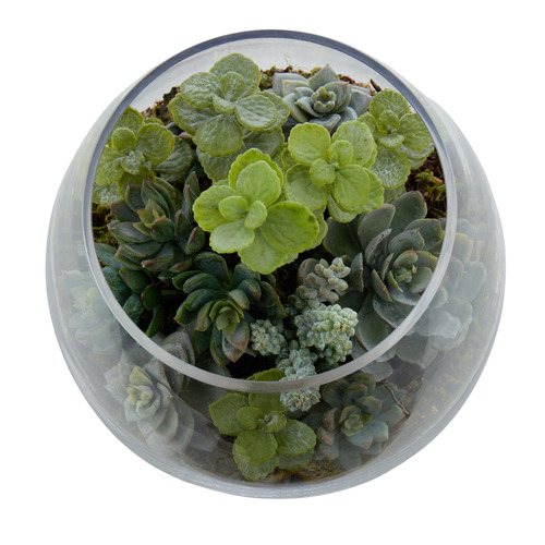 21cm Leander Faux Mixed Succulent with Glass Vase