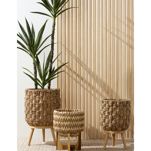 155cm Potted Faux Dracaena Tree