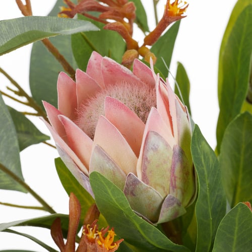 46cm Pink Faux Protea & Kangaroo Paw with Glass Vase