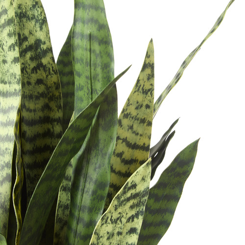 75cm Potted Sansevieria Plant with Stand