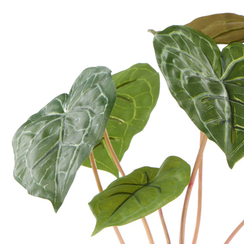 40cm Potted Matuda Anthurium