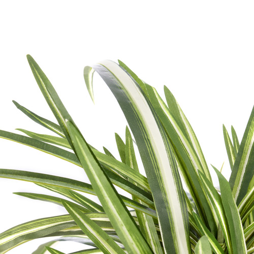 60cm Potted Faux Spider Plant
