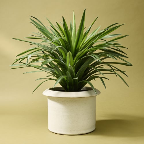 Sena Glazed Terracotta Plant Pot