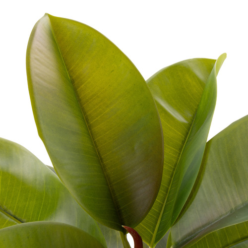 66cm Potted Faux Rubber Tree Plant
