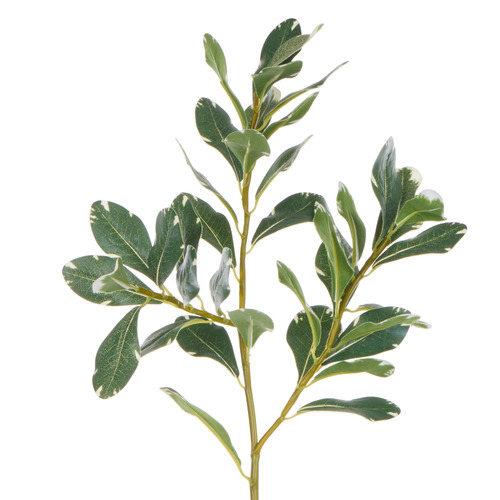 72cm Faux Pittosporum Spray Stem