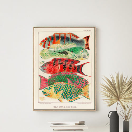 1893 Great Barrier Reef Fish Illustration Framed Canvas Wall Art