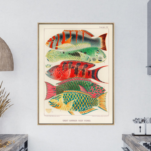1893 Great Barrier Reef Fish Illustration Framed Canvas Wall Art