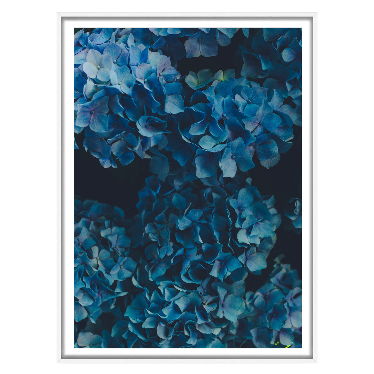 Hydra Love Framed Paper Print Wall Art