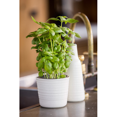 Ecology Ottawa Herb Plant Pots Temple & ster