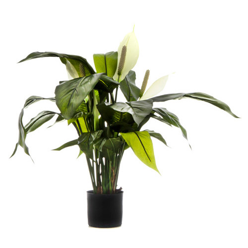 Spathiphyllum Lily