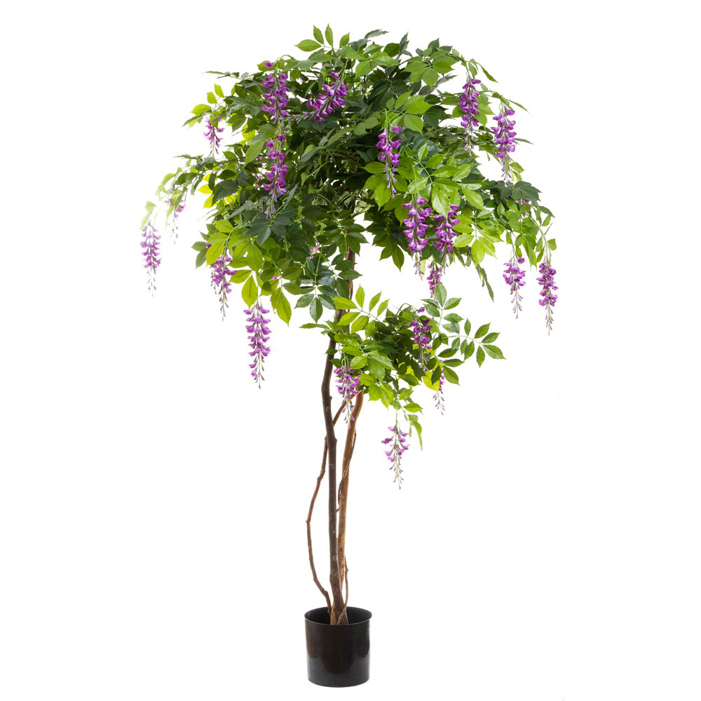 Wisteria Tree Purple