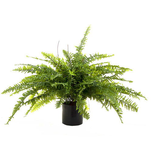 Potted Boston Fern Temple & ster