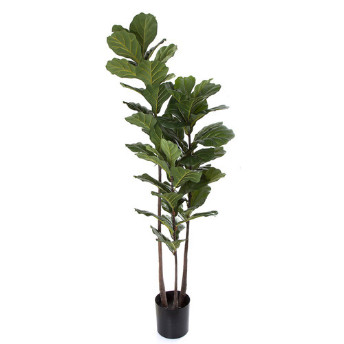 BayviewLiving 168cm Large Fiddle Leaf Tree | Temple & Webster